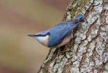 Nuthatch 2