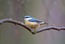 Nuthatch 3