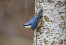 Nuthatch DM0797