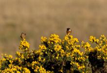 Pair of Stonechats DM0865