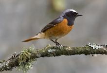 Redstart (Male) DM0886