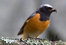 Redstart (Male) 2