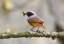 Redstart (Male) DMO887