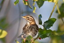 Redwing in a Holly Bush  DM0806