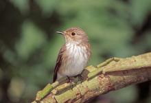 Spotted Flycatcher DM0812