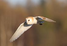  Barn Owl in Flight DM1758