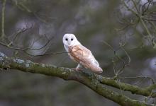 Barn Owl DM0895