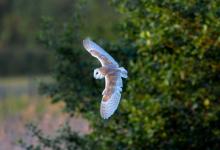 Barn Owl in Flight  DM1751