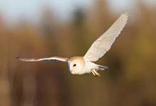 Barn Owl in Flight  DM1754