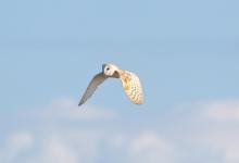 Barn Owl in Flight 1 DMO305