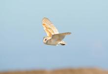 Barn Owl in Flight 2 DM0307