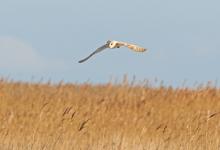 Barn Owl in Flight DM0896