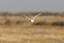 Barn Owl in Flight DM0897