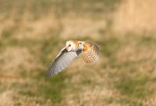 Barn Owl in Flight DM0898