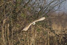 Barn Owl in Flight DM0899