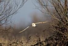 Barn Owl in Flight DM0900