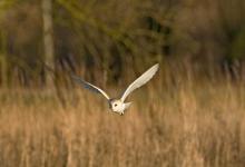 Barn Owl in Flight DM0901