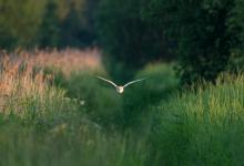 Barn Owl in Flight DM1752