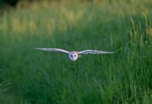 Barn Owl in Flight DM1753