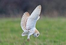 Barn Owl in Flight