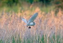 Barn Owl with Prey  DM1757