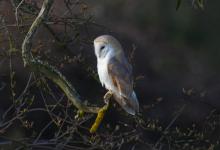 Barn Owl  DM2083