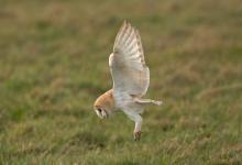 Barn Owl Hunting  DM2084