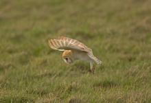 Barn Owl Hunting  DM2085