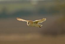 Barn Owl in Flight DM2086