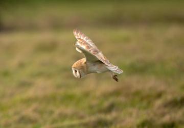 Owls