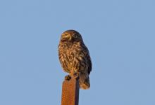 Little Owl  DM1761