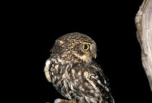 Little Owl DM0905