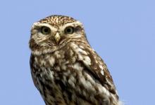 Little Owl DM0909