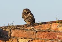 Little Owl DM1760