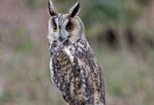 Long-eared Owl 2