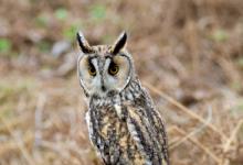 Long-eared Owl 4