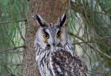 Long-eared Owl