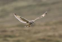 Short Eared Owl in Flight DM0910