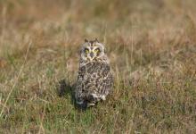 Short-eared Owl  DM0919