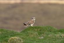 Short-eared Owl DM0920