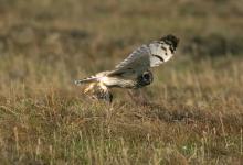 Short-eared Owl Flying with a Vole DM0921