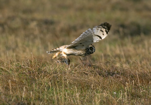 Short-eared Owl Flying with a Vole DM0921