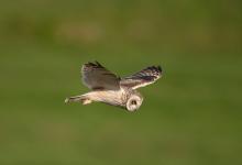 Short-eared Owl in Flight 1 DM0306