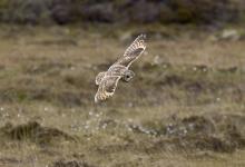 Short-eared Owl in Flight DM0911