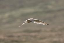 Short-eared Owl in Flight DM0913