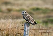 Short-eared Owl on a Post DM0916