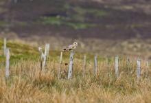 Short-eared Owl on a Post DM0917