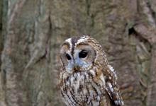 Tawny Owl 2