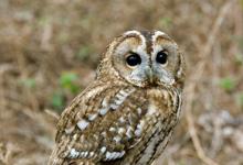 Tawny Owl 3