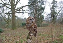 Tawny Owl